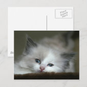 子天 ポストカード (正面/裏面)