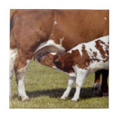 子牛の乳児 タイル (正面)