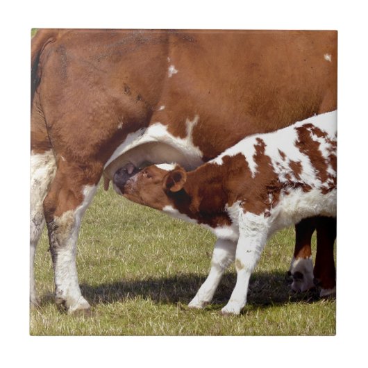 子牛の乳児 タイル (正面)