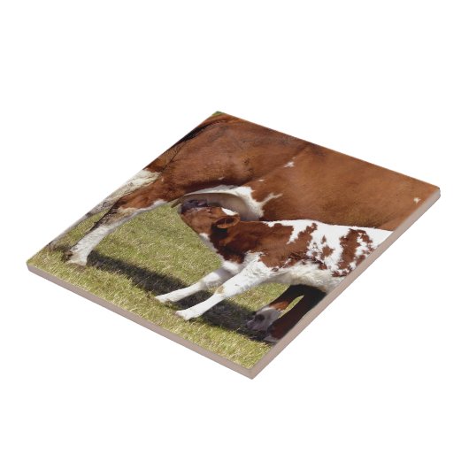 子牛の乳児 タイル (側面)