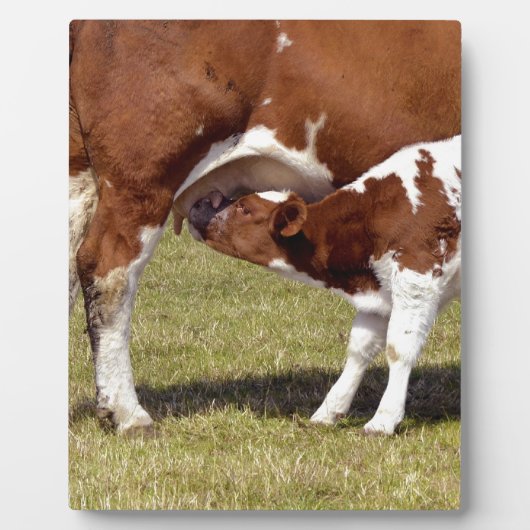 子牛の乳飲み フォトプラーク (正面)