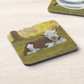 子牛の休息 コースター (左側)