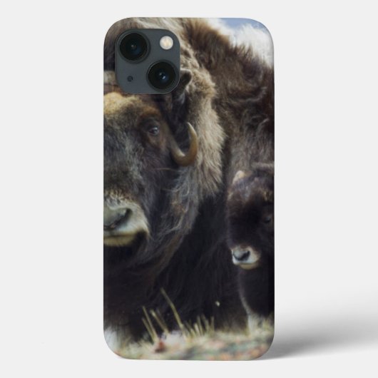 子牛を持つジャコウウシ Case-Mate iPhoneケース (裏面)