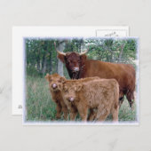 子牛を持つ高地牛 ポストカード (正面/裏面)