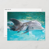 子牛イルカ ポストカード (正面/裏面)