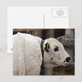 子牛 ポストカード (正面/裏面)