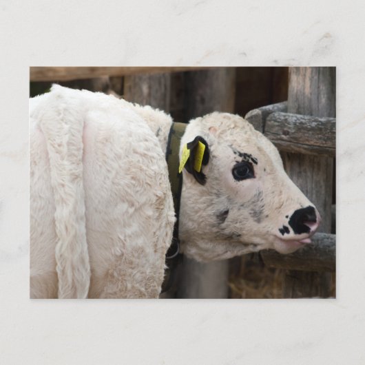 子牛 ポストカード (正面)