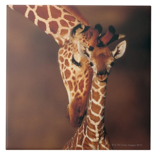 子牛(Giraffaのcamelopardalis)を持つ大人のキリン タイル (正面)