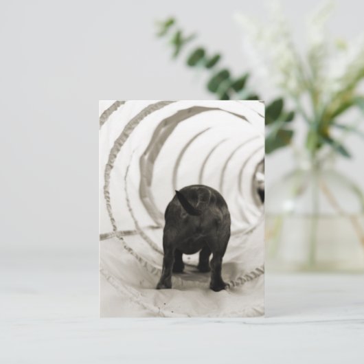 子犬お尻 ポストカード (スタンド正面)