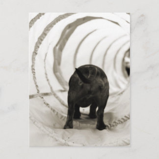 子犬お尻 ポストカード