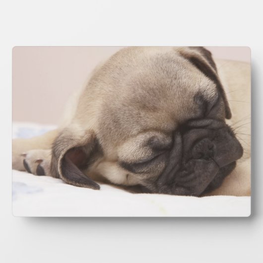 子犬がぐっすり眠る フォトプラーク (正面)