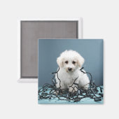 子犬がクリスマスライトに絡まった マグネット (正面/裏面)