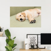 子犬がソファに寝そべっている ポスター (ホームオフィス)