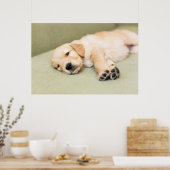 子犬がソファに寝そべっている ポスター (キッチン)