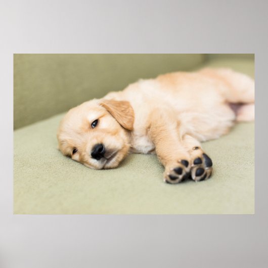 子犬がソファに寝そべっている ポスター (正面)