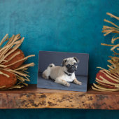 子犬がラウンジソファに フォトプラーク (側面)