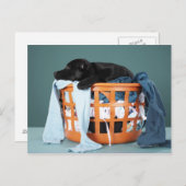 子犬が洗濯かごの中に横たわっている ポストカード (正面/裏面)