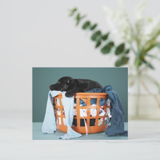 子犬が洗濯かごの中に横たわっている ポストカード (スタンド正面)