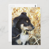 子犬が草をかじる ポストカード (正面/裏面)