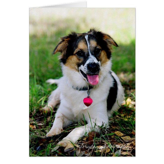 子犬としてブリストル、glorydaysphotography (正面)
