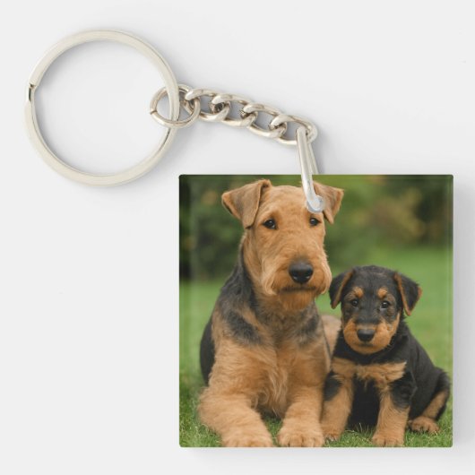 子犬とアイレデールテリア キーホルダー (正面)