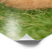 子犬とアイレデールテリア フォトプリント            (角)