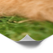 子犬とアイレデールテリア ポスター (角)