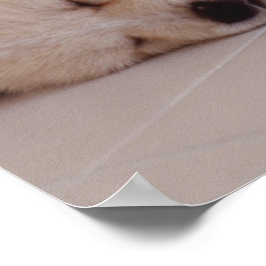 子犬とウサギ ポスター (角)