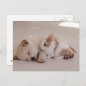 子犬とウサギ ポストカード (正面/裏面)