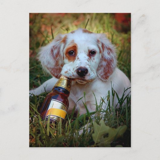 子犬とビールボトル ポストカード (正面)
