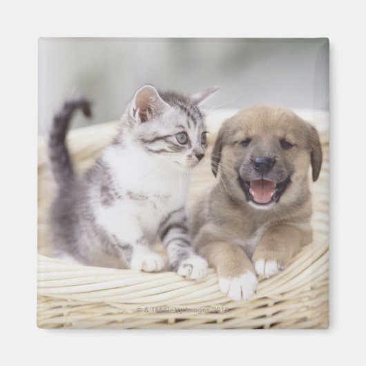 子犬とベビー猫 マグネット (正面)