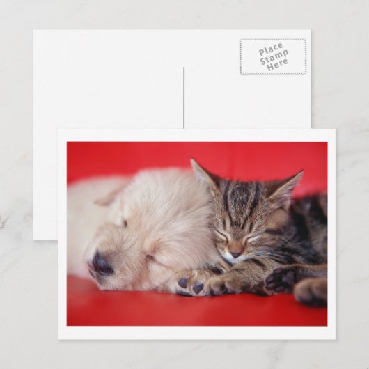 子犬と子猫 ポストカード (正面/裏面)