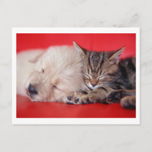 子犬と子猫 ポストカード