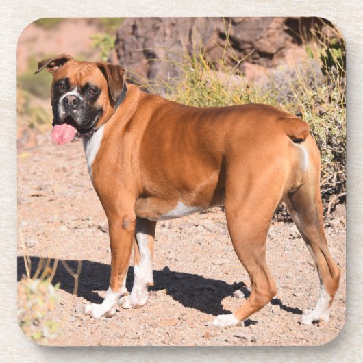 子犬と白ボクサー コースター (正面)