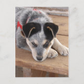 子犬のいたずら ポストカード (正面)