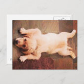 子犬のおもしろい敷設 ポストカード (正面/裏面)