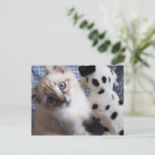 子犬のおもちゃ葉書付き子猫 ポストカード (スタンド正面)