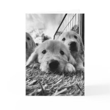 子犬のイラストの白カード