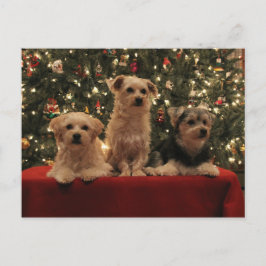 子犬のクリスマスの郵便はがき1 シーズンポストカード