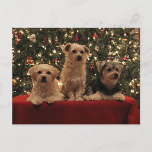 子犬のクリスマスの郵便はがき1 シーズンポストカード (正面)