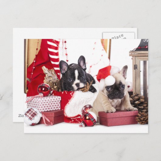 子犬のクリスマスブルフランスのドッグ シーズンポストカード (正面/裏面)