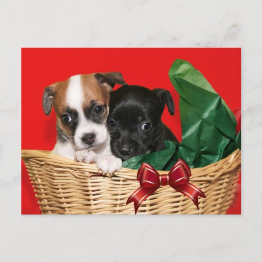 子犬のクリスマス シーズンポストカード (正面)