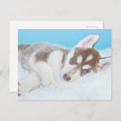 子犬のシベリアンハスキーが毛布の上に横になっている ポストカード (正面/裏面)