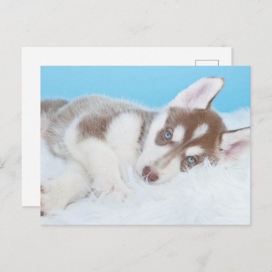 子犬のシベリアンハスキーが毛布の上に横になっている ポストカード (正面/裏面)