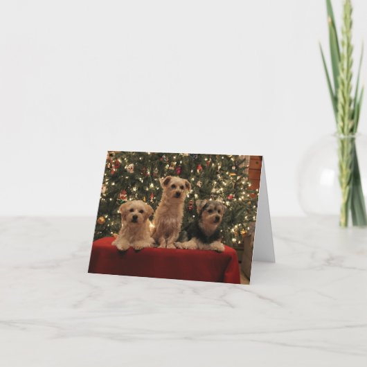 子犬のトリオのクリスマスカード シーズンカード (正面)