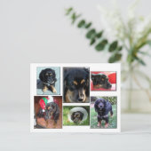 子犬のトレイ ポストカード (スタンド正面)