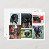 子犬のトレイ ポストカード (正面/裏面)