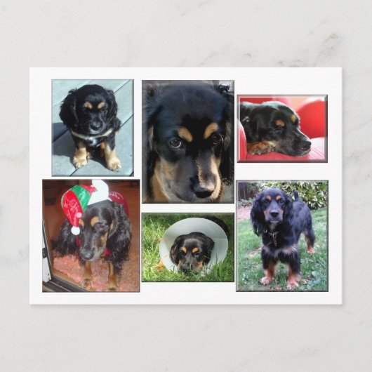 子犬のトレイ ポストカード (正面)