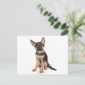 子犬のドイツの羊飼い ポストカード (スタンド正面)