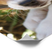 子犬のビーグル ポスター (角)